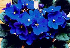 фото ""African Violet""