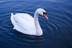 photo "the swan"