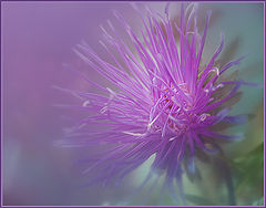 photo "Aura cold beauty"