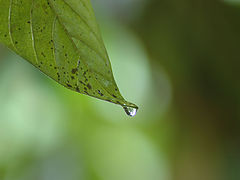 фото "rain drop and leaf"