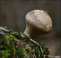 photo "Like a golf ball"