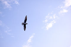 photo "alone"