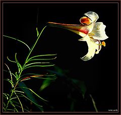 photo "a flower for you"