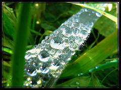 фото "Frozen Water"