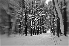 photo "***"