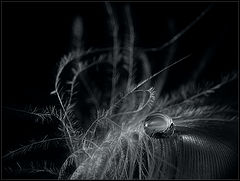 фото "O"