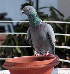 photo "Lunch Time"