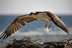 photo "Osprey 04"