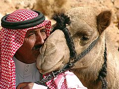 photo "The kiss: Salim is kissing his camel Shaylan, Wadi Humeima, Jordan 2006"