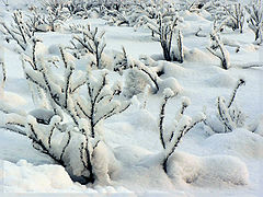 фото "...winter story..."