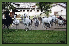 photo "на пастбище"