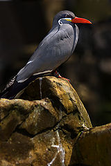 photo "Standing Proud !"
