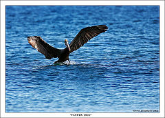 photo "Water Skis"