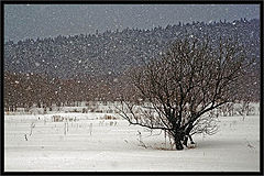 photo "***"