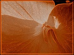 фото "Orange Abstract"