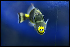 photo "Face to face"