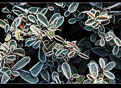 photo "leaves"