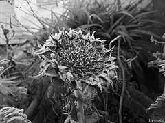 photo "frost"
