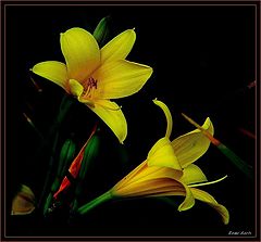photo "for every girl a flower"