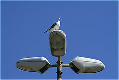 photo "Street Lamps 29/29"