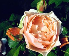 фото "" Just For You Silvia ""