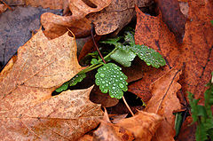 photo "droplets"