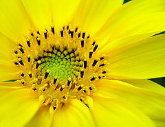 фото "This Little Light of Mine"