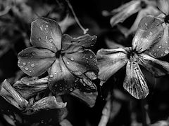 фото "Черно-белые цветы"