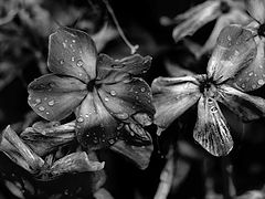 photo "***"