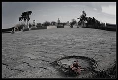 фото "Last crown"
