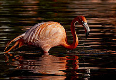 photo "More than knee deep"