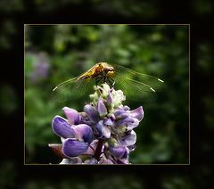 photo "***"