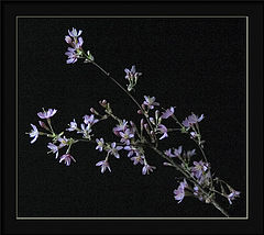 фото "winter cherry "okame""