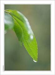 photo "Spring (7)..."