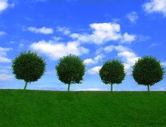 photo "***"