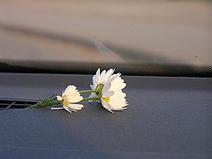photo "***"