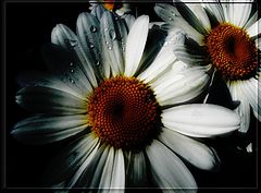 photo "***"
