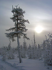 photo "The cold sun of North"