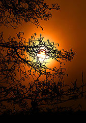 photo "***"