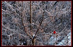 фото "Icy Cardinal"