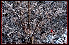 photo "Icy Cardinal"