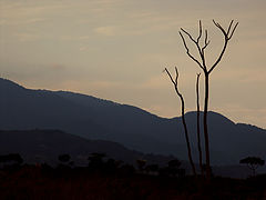 photo "***"
