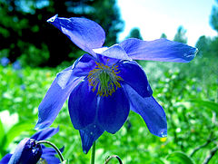 photo "Blue"