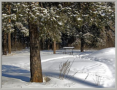 photo "winter sadness"