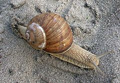 photo "snail"