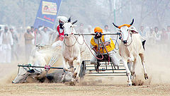 photo "Rural sports"