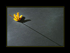 фото "YELLOW"