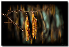 photo "***"