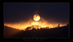 photo "waiting for the wolves"