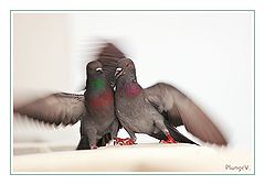 photo "***"